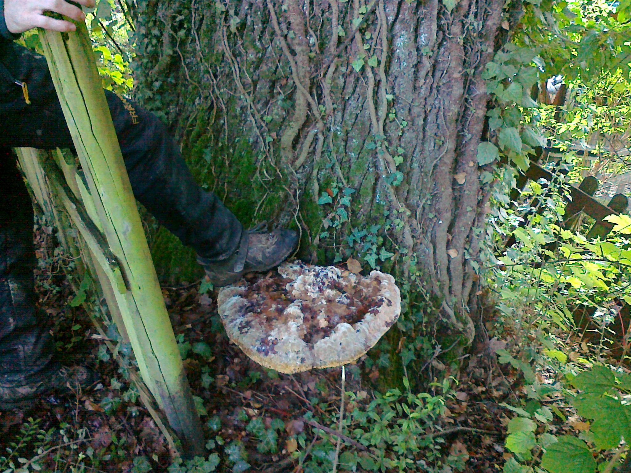 20092011091- Lutte contre champignons & Parasites