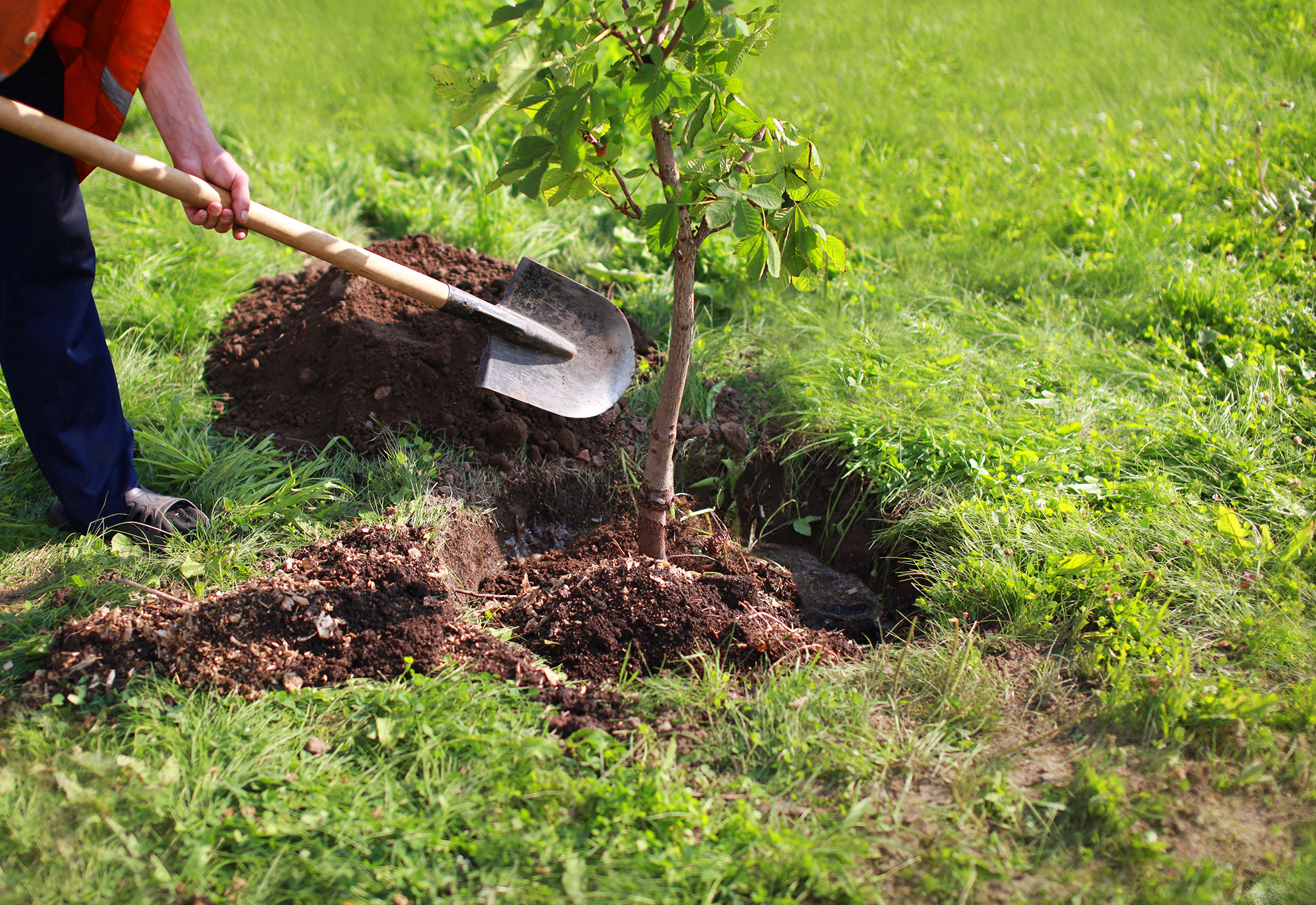 Arbotech-plantation