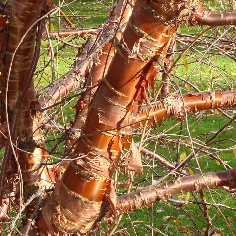 entretien-des-arbres