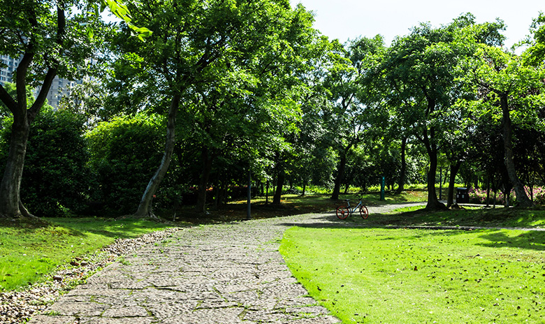 soin-des-arbres
