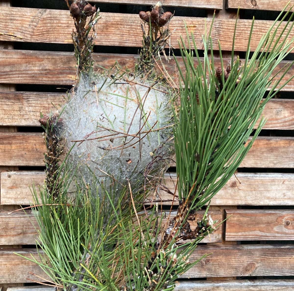 Traitements phytosanitaires
