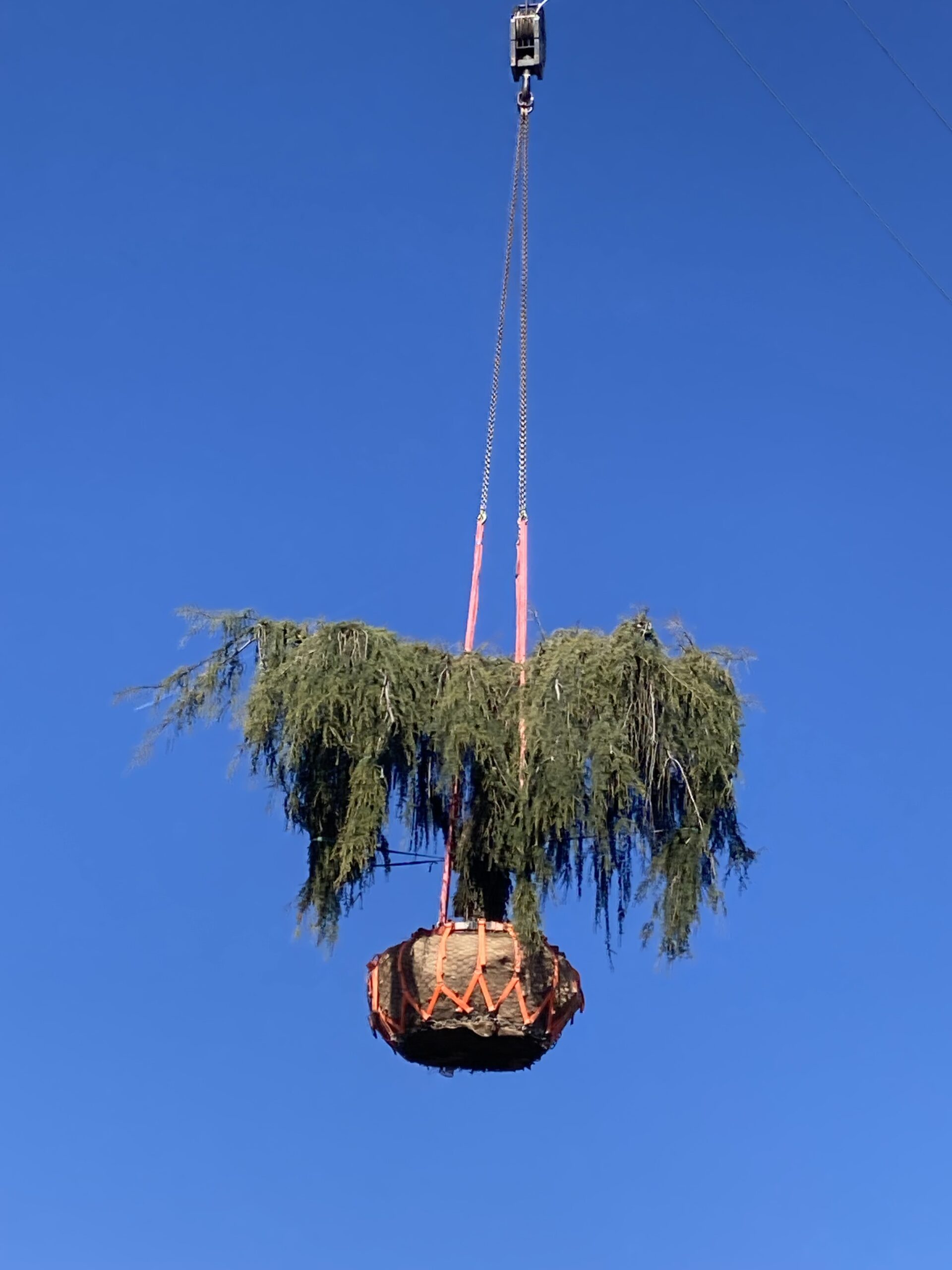 cèdre pleureur transporté avec motte par grue à Genève
